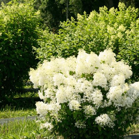 Hortensia paniculé 'Bobo' en pleine floraison