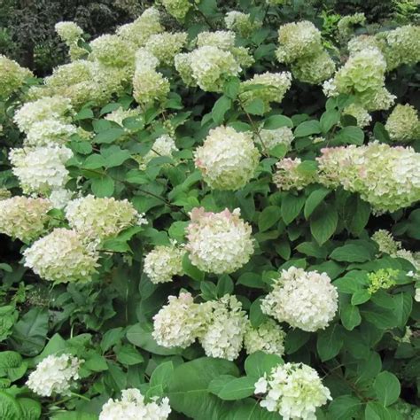 Schéma de l'évolution des couleurs des fleurs de l'Hortensia paniculé 'Bobo'