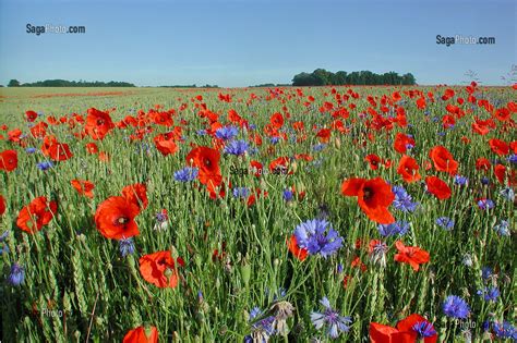 Champ de blé avec des coquelicots et des bleuets