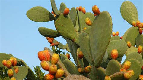 Opuntia ficus-indica in its natural habitat