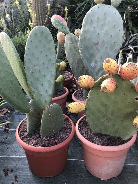 Detailed close-up of Opuntia ficus-indica raquette with glochides