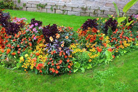 Massif de fleurs annuelles multicolores