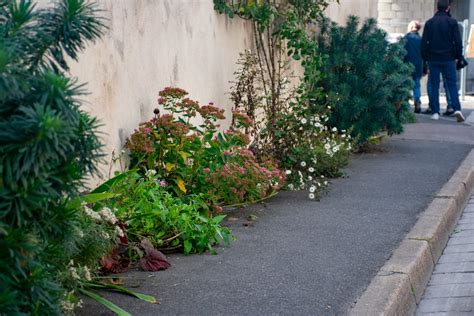 Aménagement paysager de pied de mur végétalisé