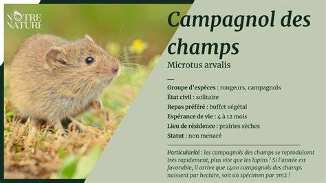 Illustration comparative entre un campagnol des champs et un campagnol terrestre