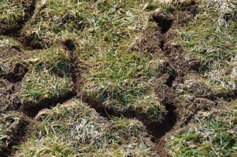 Photo d'une galerie de campagnol dans un potager
