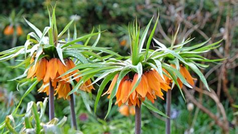 Photo de Fritillaires impériales dans un jardin
