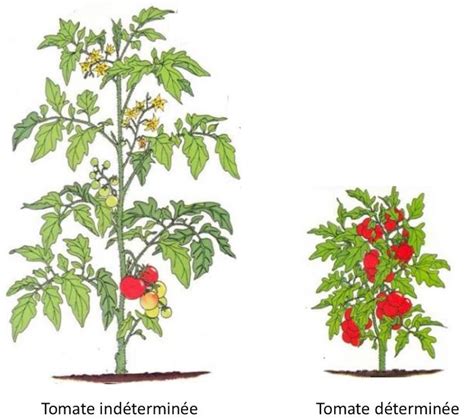 Comparaison visuelle entre une plante de tomate à port indéterminé et une plante à port déterminé