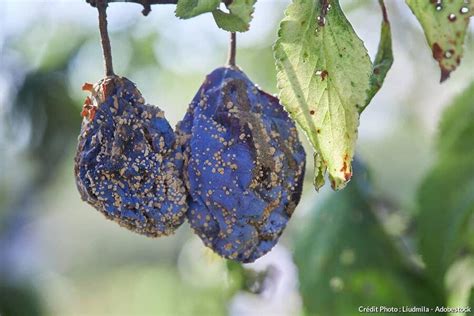Symptômes de moniliose sur une prune