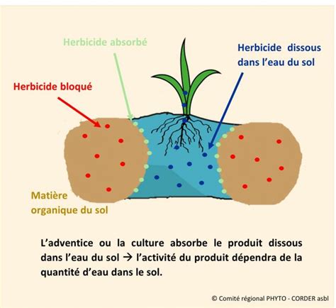 Schéma illustrant la pénétration d'un herbicide racinaire dans le sol