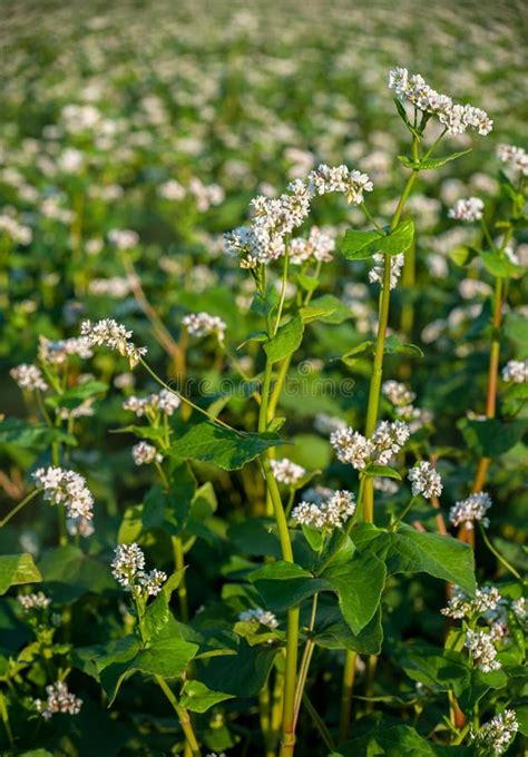 Photographie de fleurs de sarrasin