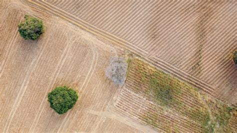 Arbre mort sur une parcelle agricole