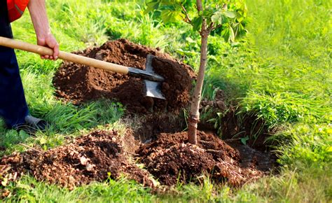 Plantation d'arbres fruitiers en rangées