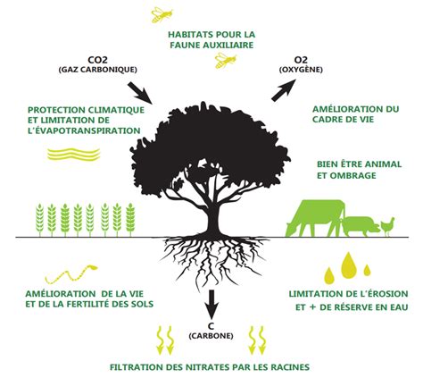 Schéma explicatif de l'agroforesterie