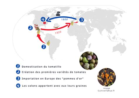 Histoire de la tomate et sa diffusion en Europe