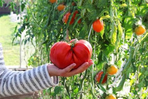 Différentes variétés de tomates et leurs caractéristiques