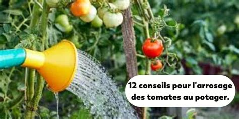 Schéma d'arrosage des tomates