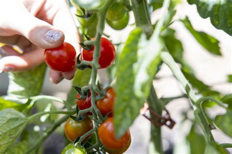 Tomates mûres prêtes à être récoltées