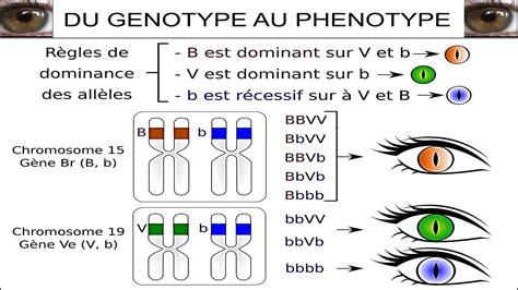 Représentation schématique d'un caractère héréditaire (couleur des yeux) et d'un caractère non héréditaire (cicatrice)