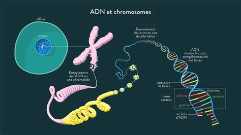 Schéma illustrant la relation entre ADN, gène, allèle et chromosome