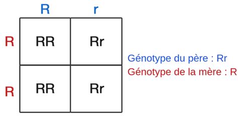 Diagramme d'un échiquier de Punnett pour un monohybridisme avec dominance complète