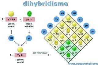 Tableau de croisement de Punnett pour un dihybridisme