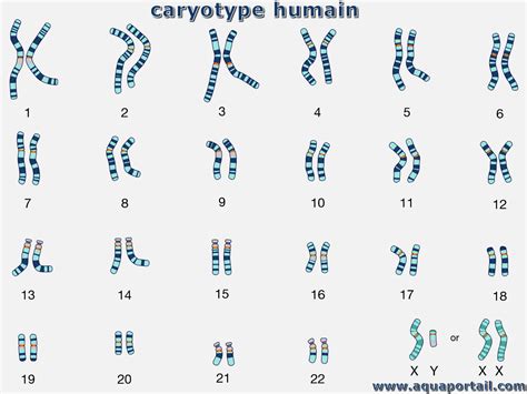 Caryotype humain montrant les 23 paires de chromosomes