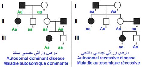 Exemple d'arbre généalogique pour une maladie génétique autosomique dominante