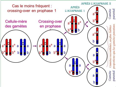 Schéma illustrant le mécanisme du crossing-over entre chromosomes homologues