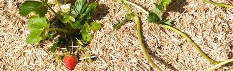 Paillage autour des plants de fraisiers