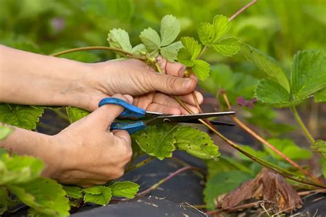 Ciseaux de jardin coupant un stolon de fraisier