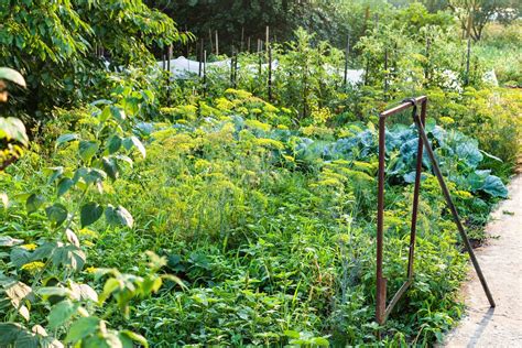 potager diversifié