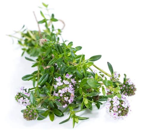 Branche de sarriette fraîchement cueillie