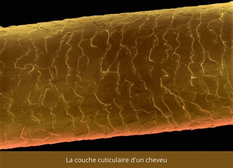 Micrographie de la cuticule d'un cheveu, montrant les écailles