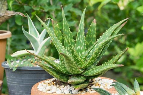 Plantes succulentes diverses