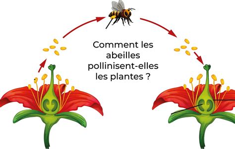 Schéma illustrant la pollinisation par les abeilles