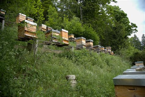 rucher traditionnel en pleine forêt au printemps