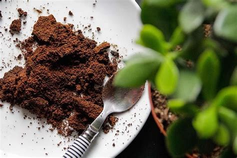 Plantes en pot avec du marc de café autour