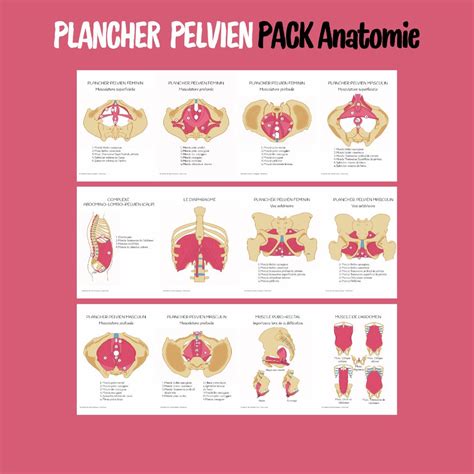 Anatomie du plancher pelvien féminin