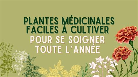 Sélection de plantes médicinales pour la santé urinaire