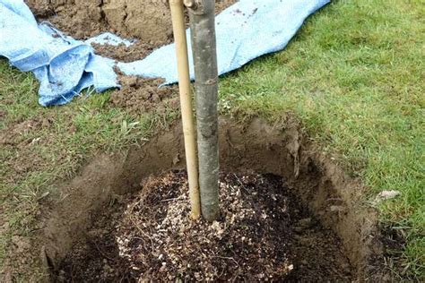 Préparation du sol pour la plantation d'un arbre fruitier