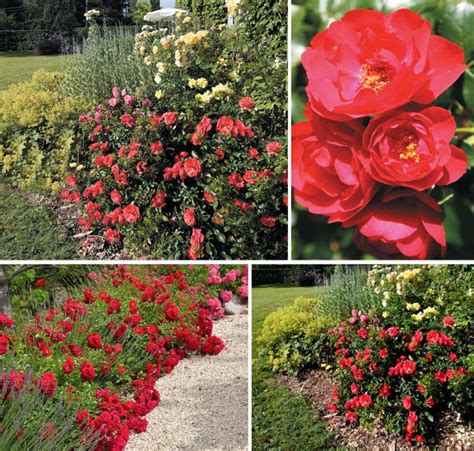 Rosier Kadora en pleine floraison rouge vif dans un massif