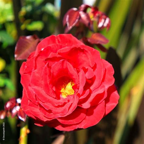 Exemples d'associations de couleurs avec le rosier Kadora dans un jardin