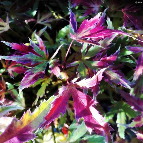 Acer palmé aux couleurs d'automne
