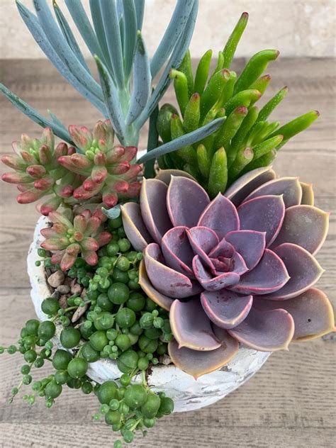 Composition de plantes grasses et cactus