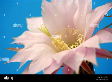 Fleur de cactus Echinopsis