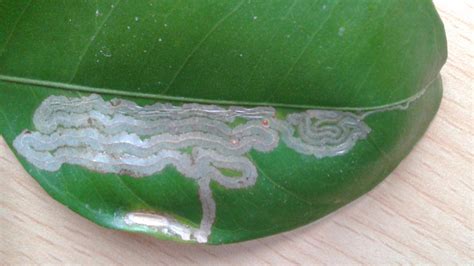 Feuilles d'Oranger du Mexique attaquées par des parasites