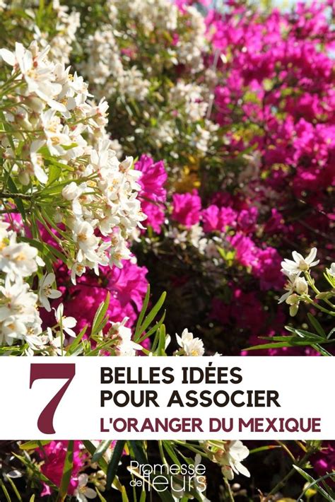 Jardin avec Oranger du Mexique