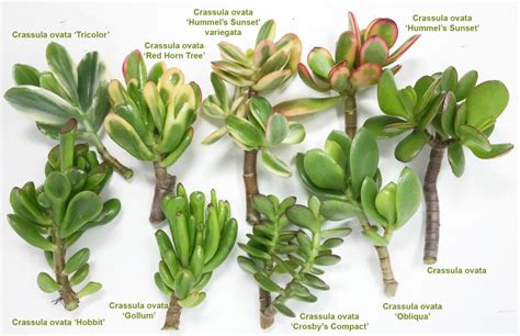 Illustration des différentes variétés de Crassula ovata