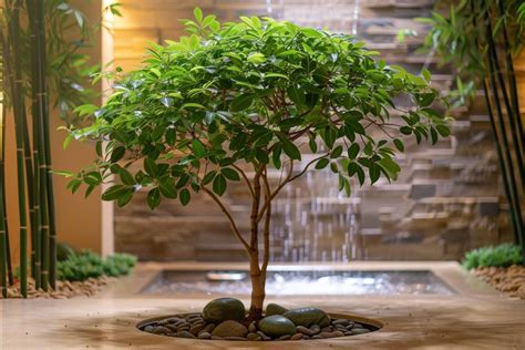 Arbre de Jade dans un intérieur avec des éléments Feng Shui