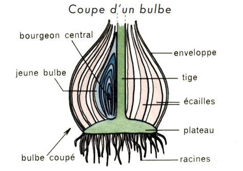 Illustration d'un bulbe en coupe montrant les différentes couches et le bourgeon